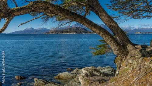 The trunk of the nothofagus tree leaned over a beautiful blue lake. Exposed roots are visible on stony soil. Ripples on the water. Andes mountain range against the azure sky in the distance.Argentina