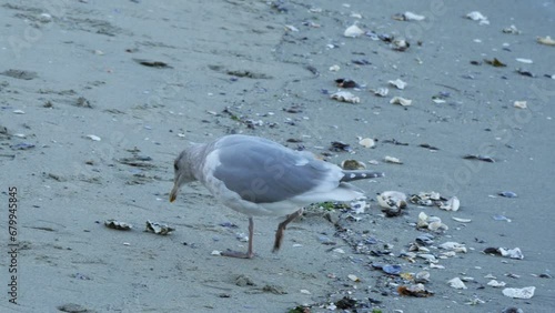 Seagull looking for food on a beach at Stanley Park in Vancouver, British Columbia, Canada