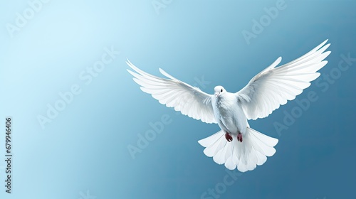 white dove on blue background