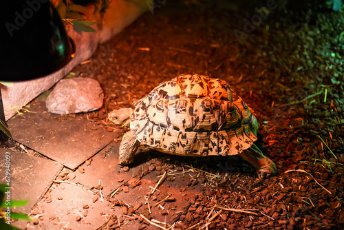 Leopard tortoise (Stigmochelys pardalis) in Thailand photo