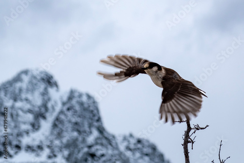 Flying Canada Jay