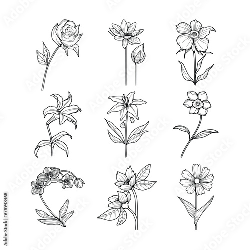 Fototapeta Naklejka Na Ścianę i Meble -  Floral Line Art Minimal Drawn Botanical Vector Illustration