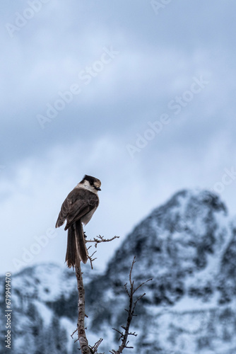 Perched Bird