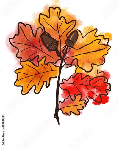 Oak leaves with acorns