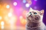 Close-up of cute cat gazing at something with beautiful bokeh background