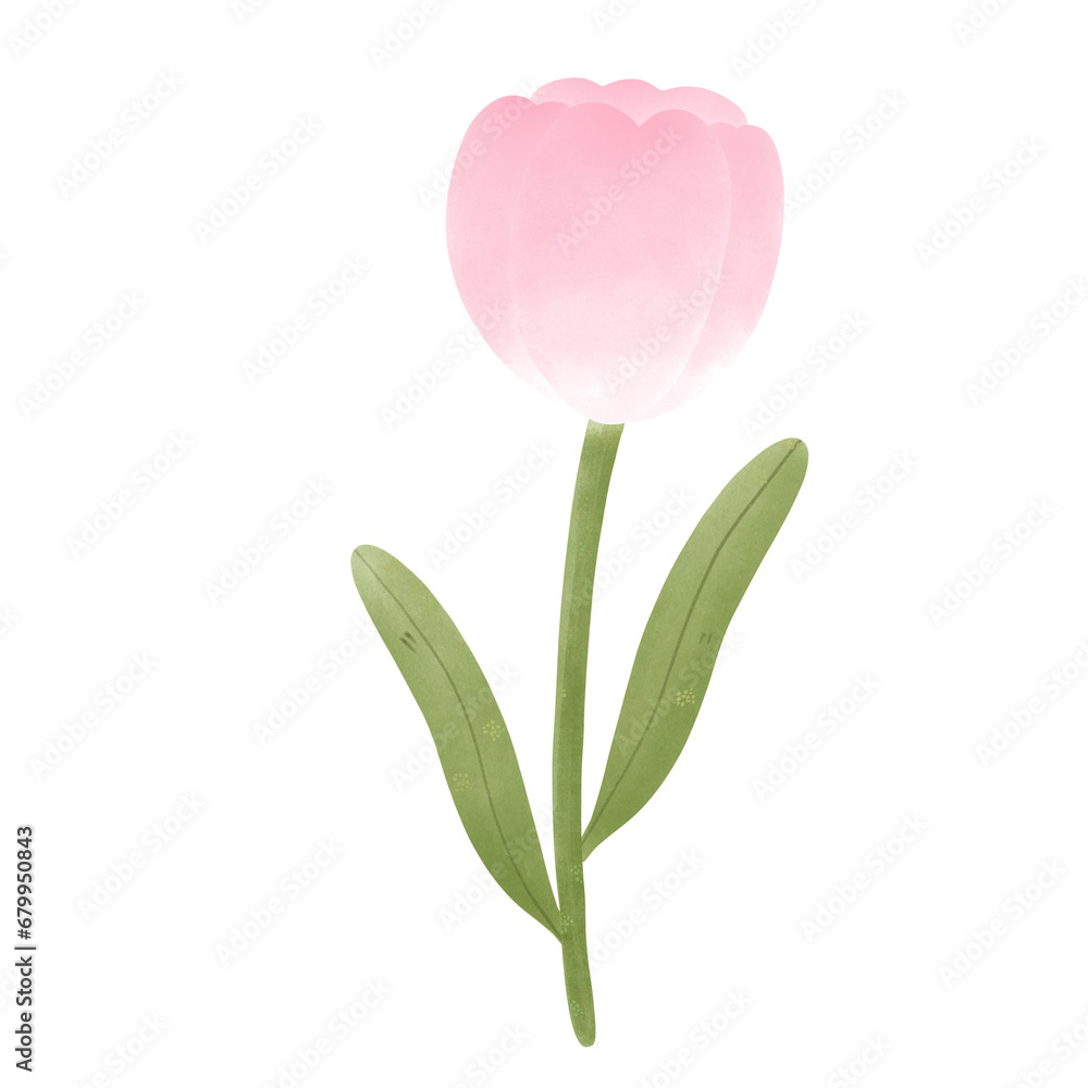 pink tulip pink tulip