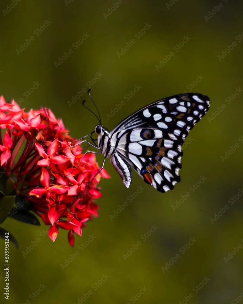 butterfly on flower butterfly on flower