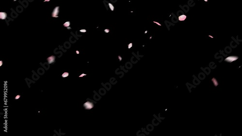 CGで作成した風に舞う桜の花びら、背景にアルファチャンネル付き photo