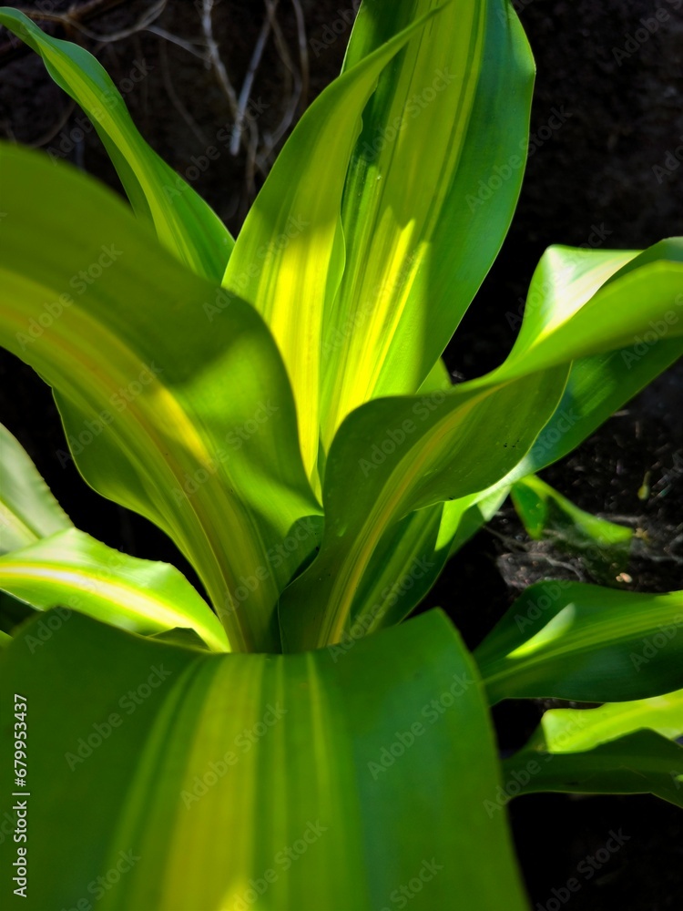 Fototapeta premium Beautiful shape of leaves for background or illustration