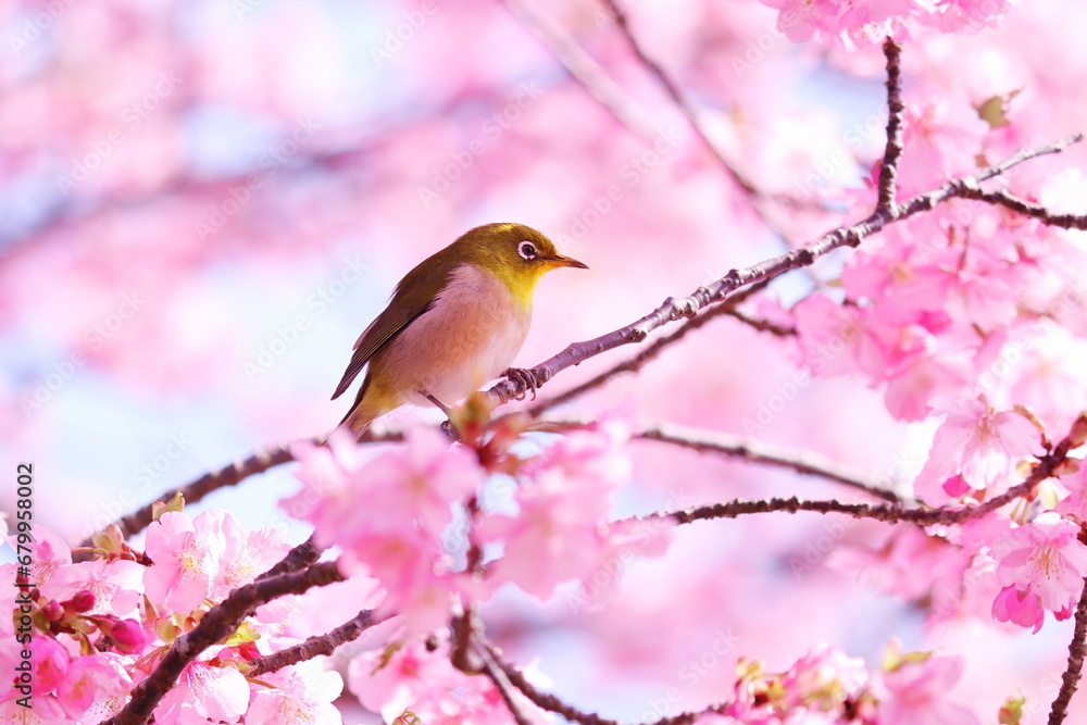 春の美しい桜とメジロ