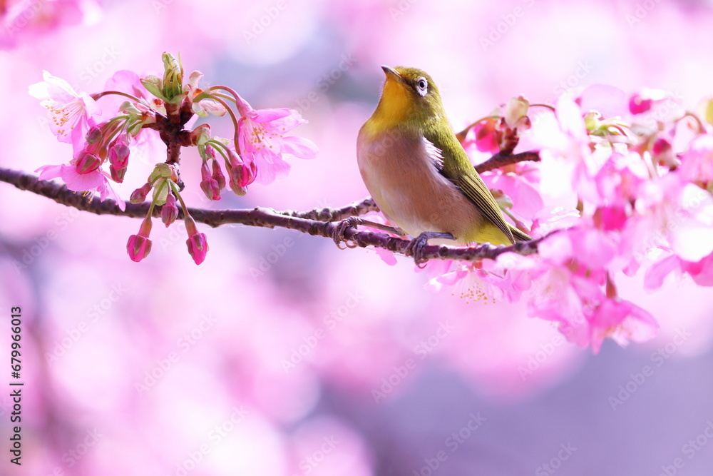 Fototapeta premium 春の美しい桜とメジロ