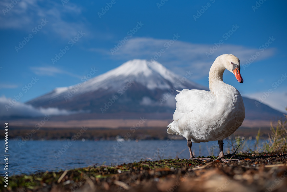 swan on the lake, Japan.