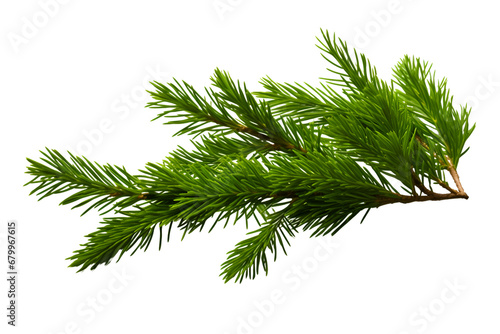 Isolated green fir tree branch on white