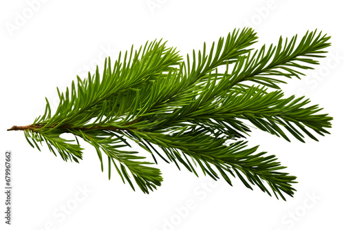 Isolated branch of a pine on white