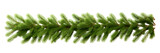 Christmas tree branch on whtie background