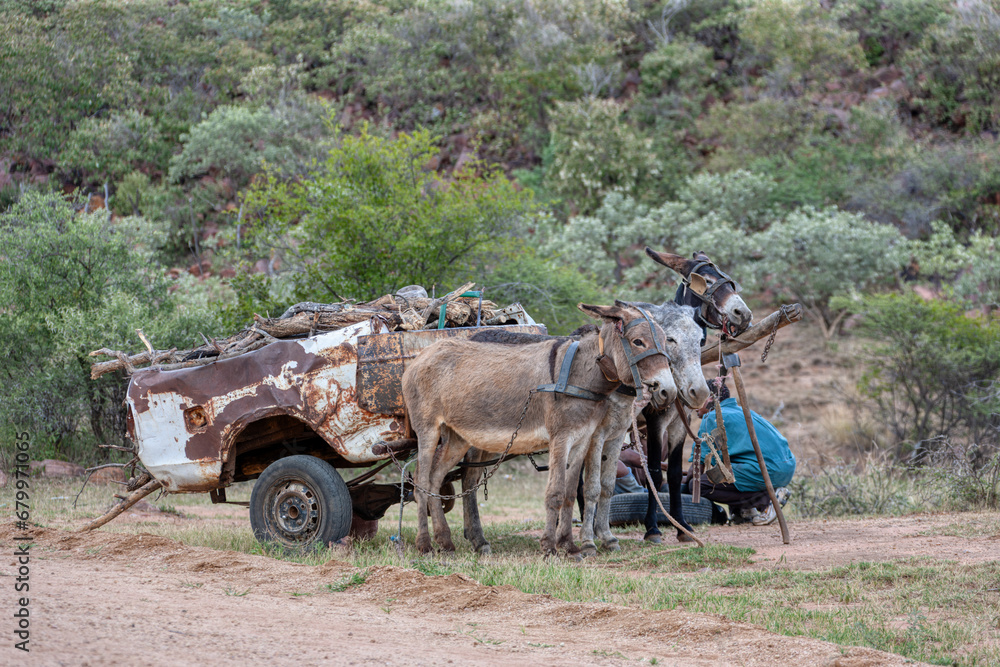 Obraz premium donkey cart from a car body carry wood africa, african boys repairing and replacing the wheel
