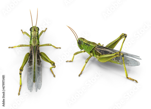 green grasshopper isolated on transparent background photo