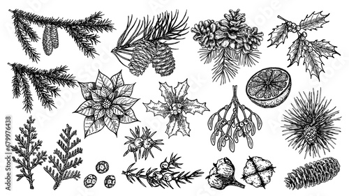 Christmas traditional Winter holiday plants. Holly, mistletoe, poinsettia, pine cone, cotton, juniper, fir tree. Botanical vintage sketch set. For greeting, invitation card banner. and drawn vector