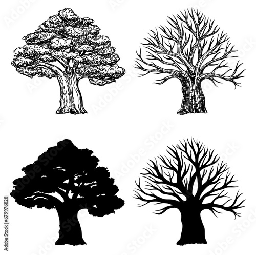 Oak with leaves and winter oak without leaves. Silhouette of an oak tree. Vector hand drawn illustration of big tree isolated on white background. Oak crown in sketch style.