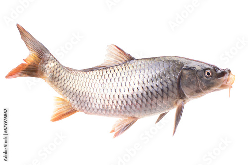 Fish carp isolated on white