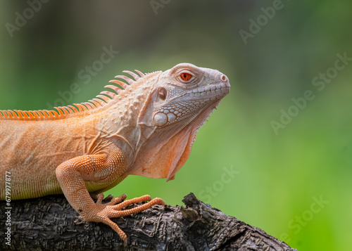 iguana on a branch