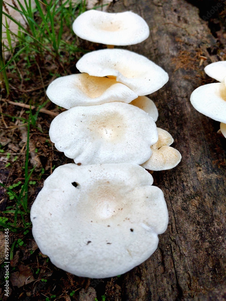 White mushrooms growing on a fallen tree in the forest in summer.