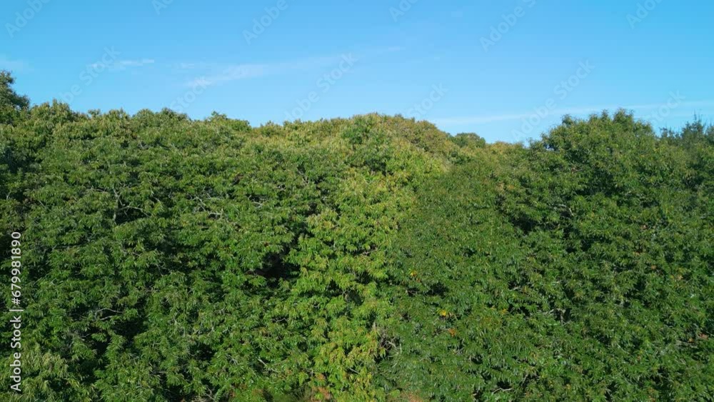 Trees In Lush Foliage Against Sunny Blue Sky. Seamless Forest Vegetation. aerial descend Trees In Lush Foliage Against Sunny Blue Sky. Seamless Forest Vegetation. aerial descend