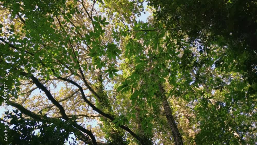 Looking Up At Tropical Forest Trees In Autumn Foliage In Spain. low angle Looking Up At Tropical Forest Trees In Autumn Foliage In Spain. low angle