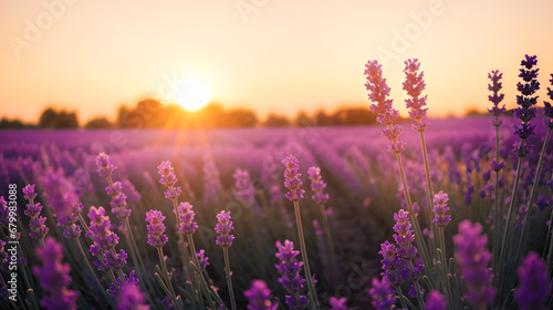 Sunset lavender field. Sunset in countryside over agricultural blooming lavender field. Lavender flower field, Blooming Violet fragrant lavender flowers. Growing Lavender swaying on wind over sunset