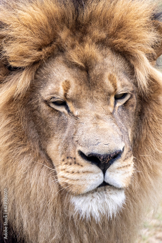 Kopf eines Löwen Männchen frontal