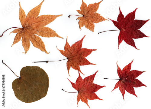 Detailed, isolated, closeup and dried autumn leaves with nature-based patterns on white background.