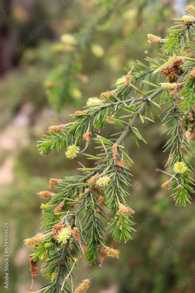 yellow flowering native plant in australian bushland yellow flowering native plant in australian bushland