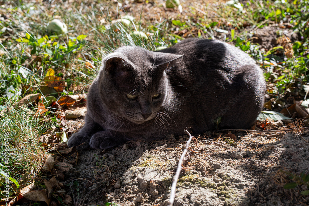 cute blue cat of the American Burmese breed is watching with a dry leaf on a twig in the garden cute blue cat of the American Burmese breed is watching with a dry leaf on a twig in the garden