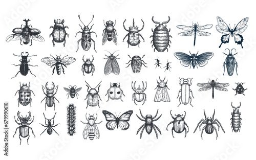 set of bugs hand drawn illustration © Titian