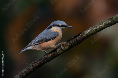 Eurasian Nuthatch (Sitta europaea) on a branch in the forest of Noord Brabant in the Netherlands. Autumn background. © Albert Beukhof