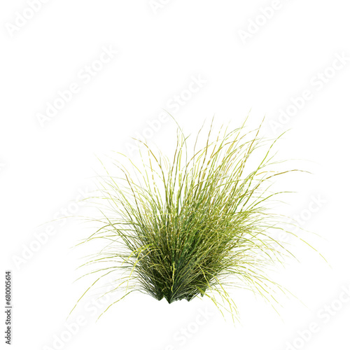 3d illustration of Zebrinus grass isolated on transparent background