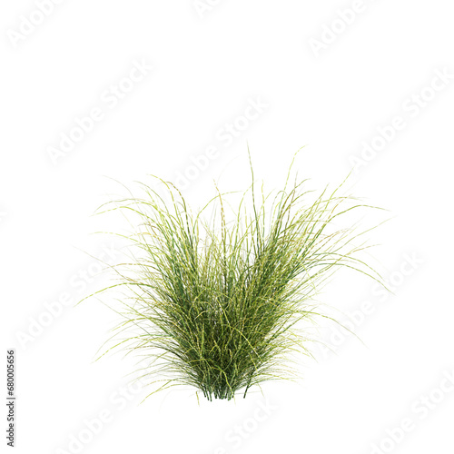 3d illustration of Zebrinus grass isolated on transparent background