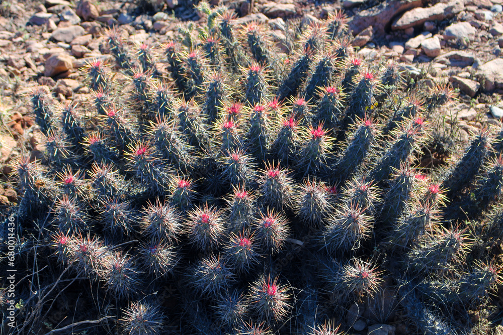 Cactus close up in the semi-desert of Baja California Sur, Mexico