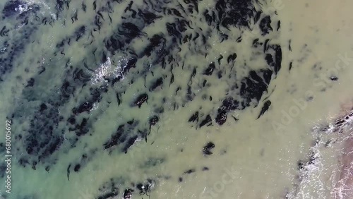 Top-view drone video capturing the scenic beach shore with abundant seaweed, featuring waves as the drone moves forward along Bodega Bay, Gualala Coast, California. photo