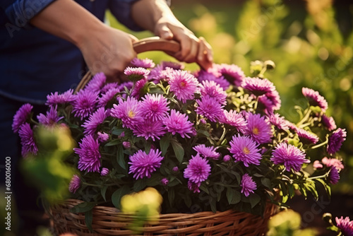 A gardener is putting Aster in a basket in the garden