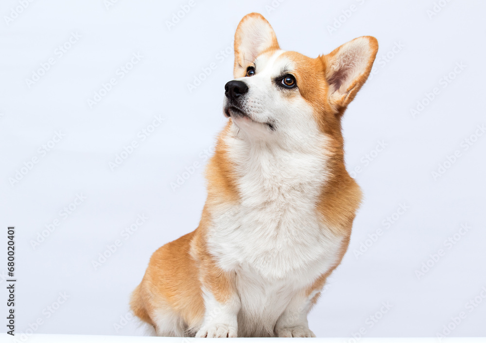 corgi dog looking up on white background