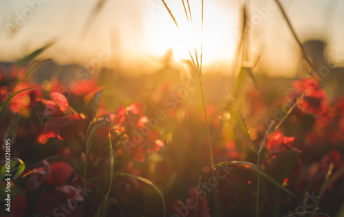 Blurred image, blooming field with red flowers at sunset. Beautiful nature background and texture
