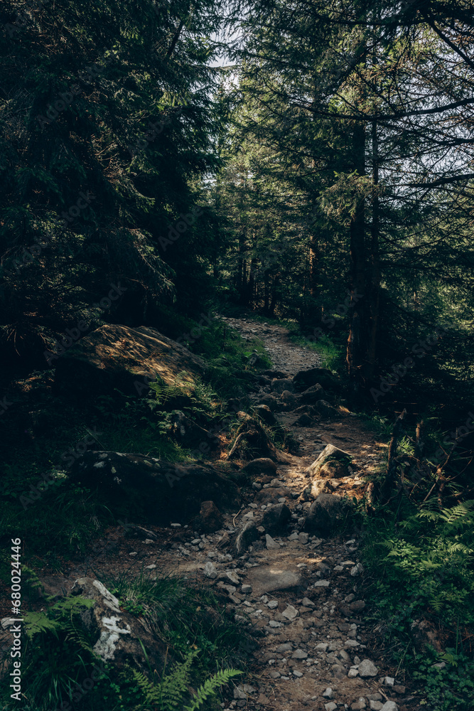top view of the tops of trees of coniferous forests in the Carpathians top view of the tops of trees of coniferous forests in the Carpathians