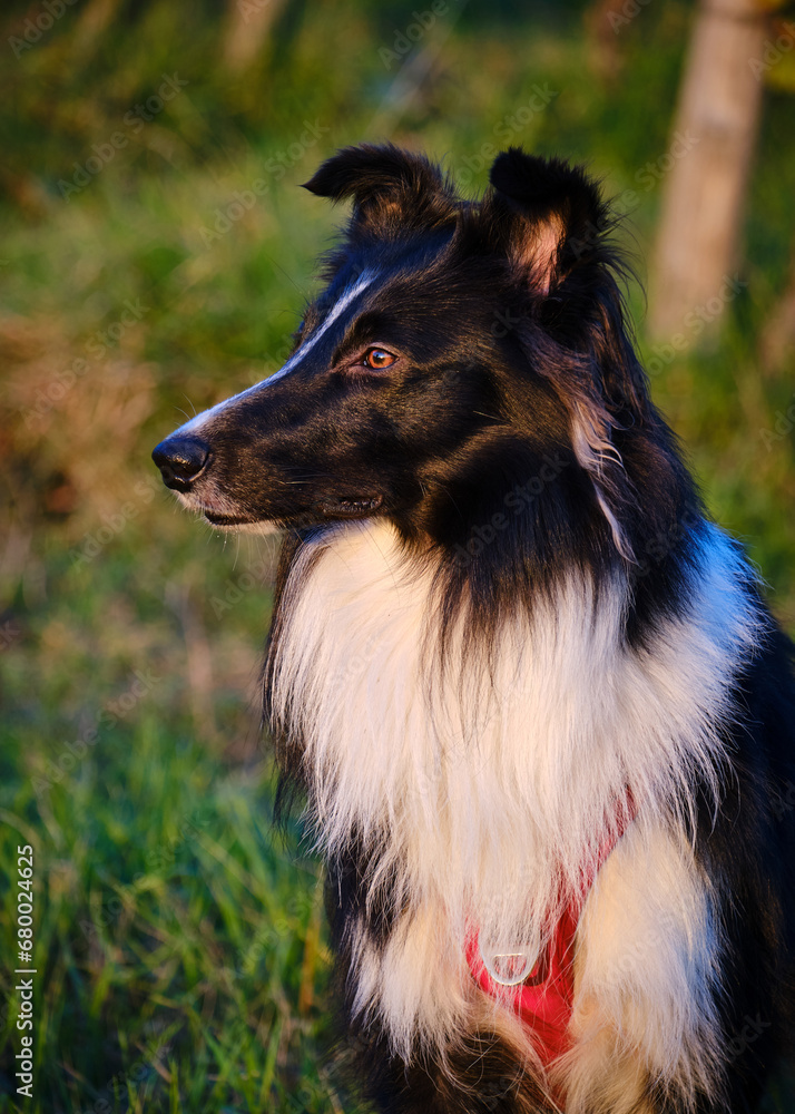 Foto scattata al tramonto nelle colline attorno a Tassarolo ad un cucciolo di border collie. Foto scattata al tramonto nelle colline attorno a Tassarolo ad un cucciolo di border collie.