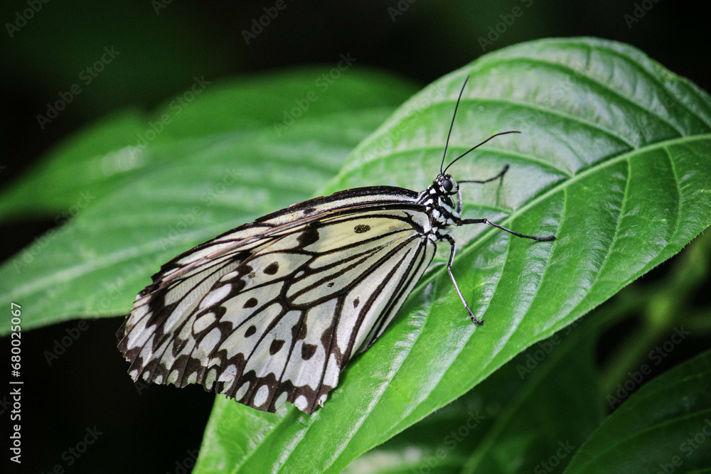 Obraz premium Butterfly mosaic