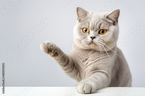 British Shorthair Cat with Paw Raised on White Background © TheCatEmpire Studio