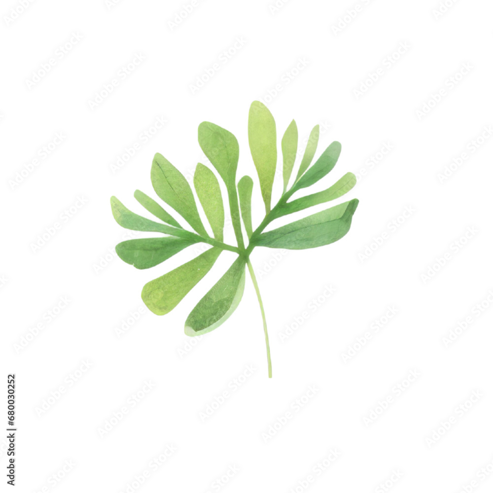 Hand drawn watercolor leaf tropical herb illustration for wedding invitation card, frame and wreath greenery branch transparent background PNG 300DPI