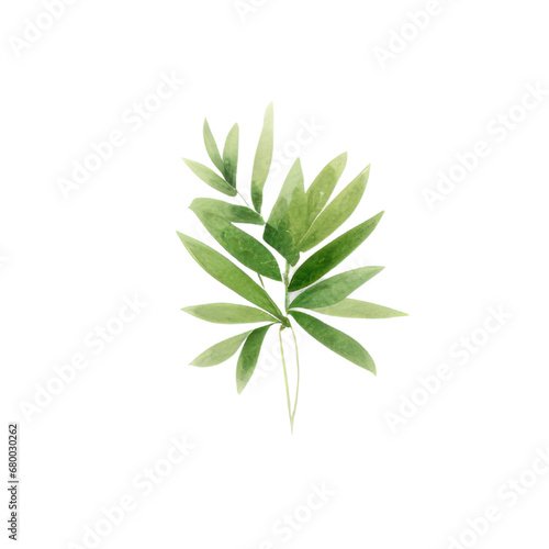 Hand drawn watercolor leaf tropical herb illustration for wedding invitation card  frame and wreath greenery branch transparent background PNG 300DPI