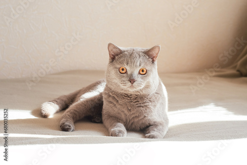 Gray Scottish Straight cat. A young cat with big yellow eyes lies on the bed.