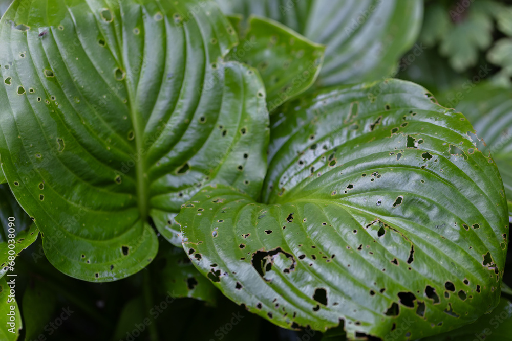 Obraz premium Insect damaged hosta leaves. Diseases of the garden plants.